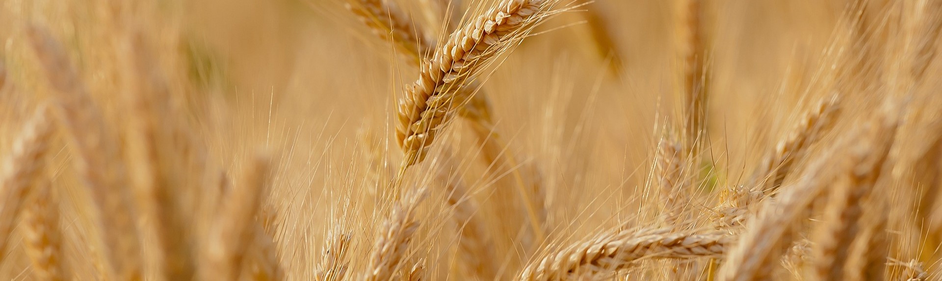 wheat banner