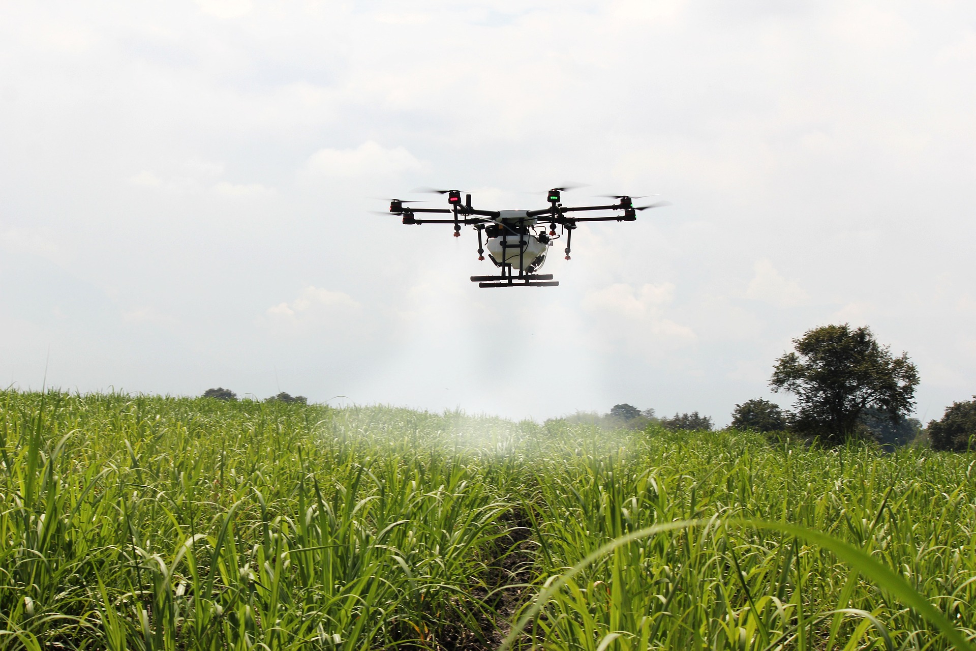 drone spraying sugar cane field